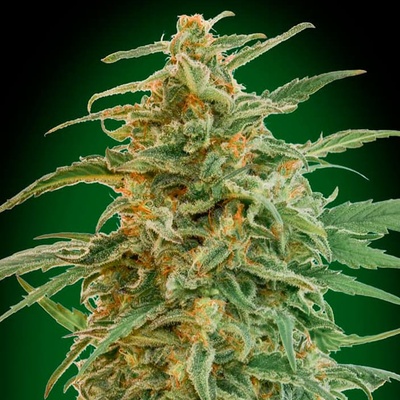 00 Seeds Bank AUTO Gorilla semena neobsahují THC 3 ks