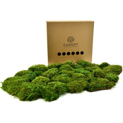 Stabilizovaný vlasový mech (Hair Moss) Canopy | Světle zelený | 0,25m2