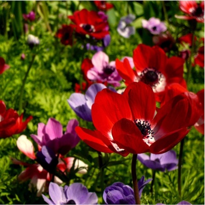 Sasanka St. Brigit směs - Anemone - hlízy sasanky - 3 ks
