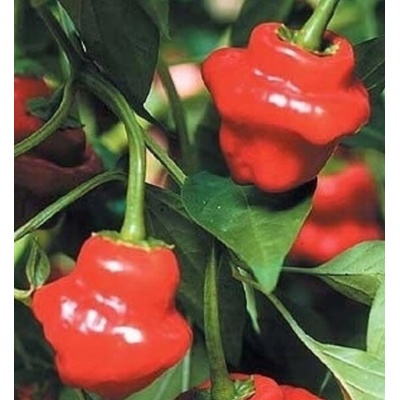 Chilli paprička Jamaican Red