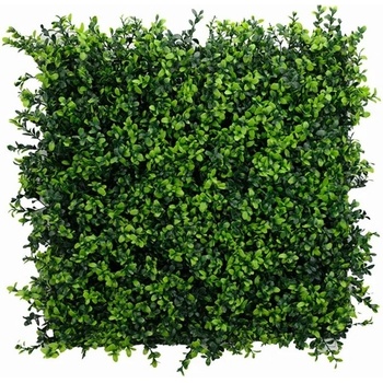 Buxus japonicus, dielec 50 x 50 cm