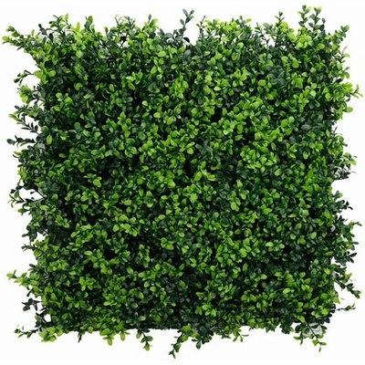Buxus japonicus, dielec 50 x 50 cm
