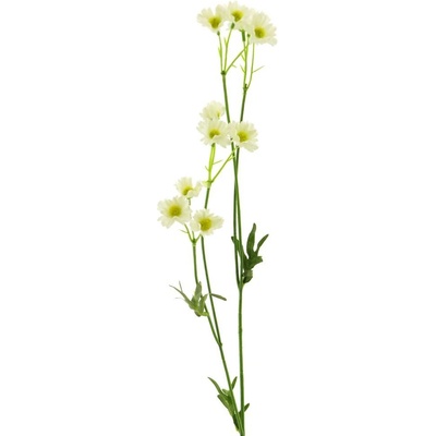 Divoká kopretina / sedmikraska krémová (spray) V93 cm