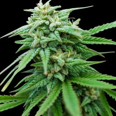 Spliff Seeds Spliff Cheese Automatic semienka neobsahujú THC 3 ks