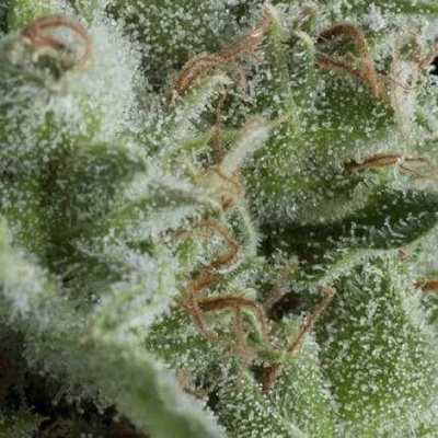 Pyramid Seeds Auto Kryptonite semienka neobsahujú THC 50 ks