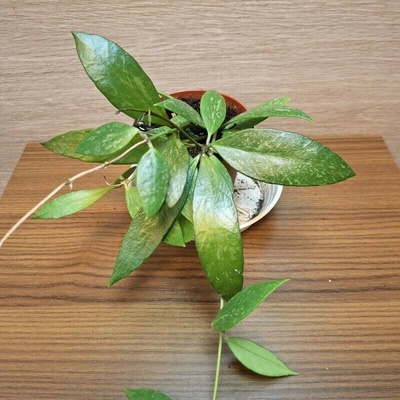 Hoya Memoria č1