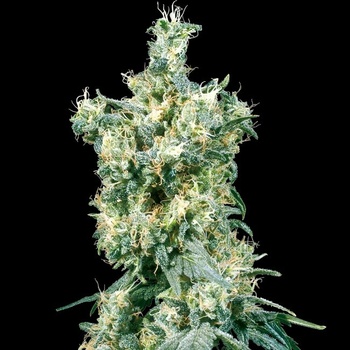 Sensi Seeds American Dream regular semena neobsahují THC 10 ks