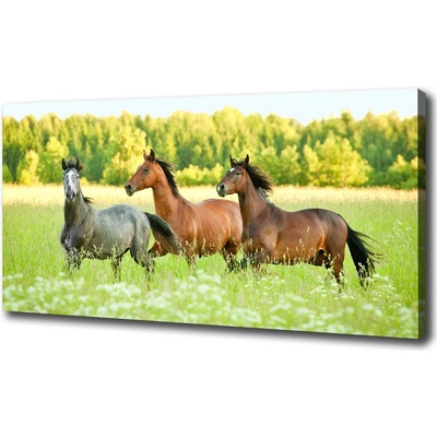 Foto obraz na plátne Kone v cvale 100x50 cm