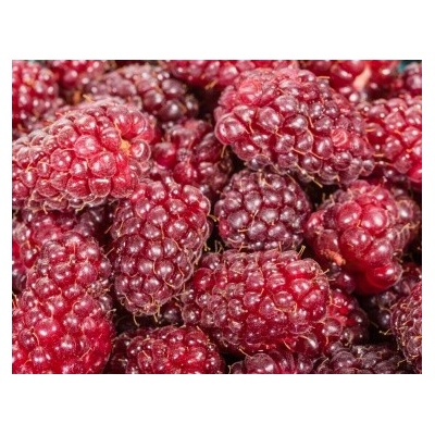 Malinočernica TAYBERRY BUCKINGHAM kontajner 11cm