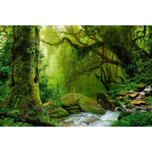 DIMEX ART Флизелинов фототапет непалска джунгла 375 x 250 см