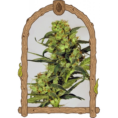 Exotic Seeds Spicy Bitch regular semena neobsahují THC 5 ks