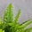 Nephrolepis Green Lady