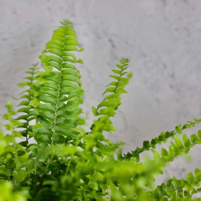 Nephrolepis Green Lady