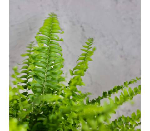Nephrolepis Green Lady