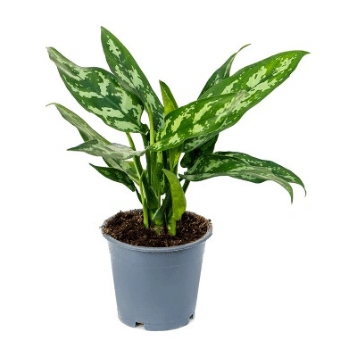 Aglaonema Maria 12x35 cm