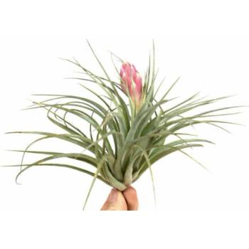 Tillandsia silver