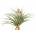 Tillandsia silver