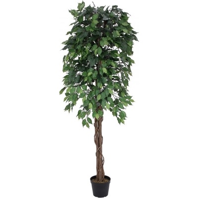 Fikus-Benjamin Multi-kmen, 180 cm