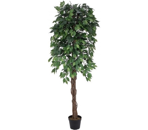 Fikus-Benjamin Multi-kmen, 180 cm