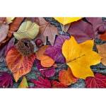 DIMEX ART Флизелинов фототапет есенни листа 375 x 250 см