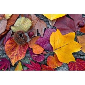 DIMEX ART Флизелинов фототапет есенни листа 375 x 250 см