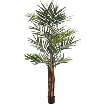 Kentia palma 300 cm