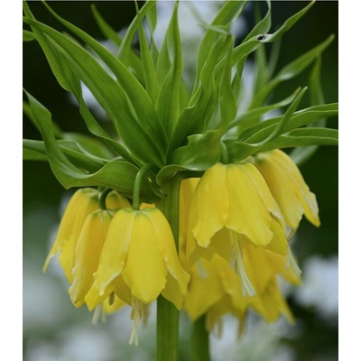 Řebčík královský Lutea Fritillaria imperialis lutea maxima cibule řebčíků 1 ks