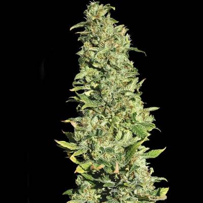 Eva Seeds High Level semena neobsahují THC 9 ks