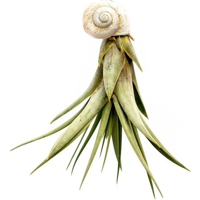Gardners Šnek s Tillandsií Faciculata Tillandsie, kykatka