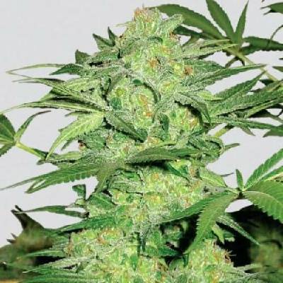 Nirvana Northern Lights regular 10ks semena neobsahují THC