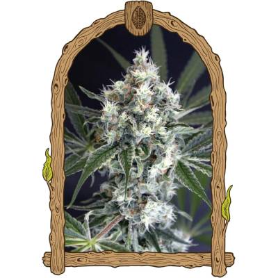 Exotic Seeds Medxotic Pure CBD semena neobsahují THC 3 ks