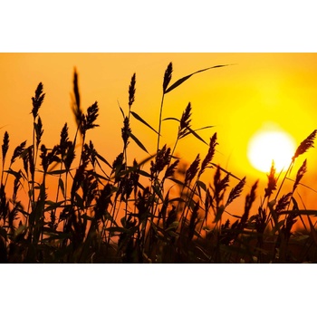 DIMEX ART s. r. o Флизелинов фототапет тръстика при залез слънце 375 x 250 см