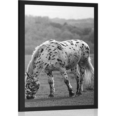 Plakát kůň na louce v černobílém provedení - 20x30 white