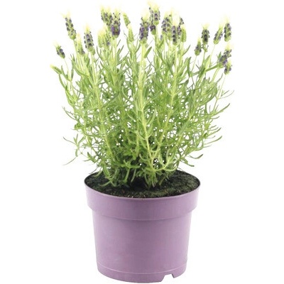Levandule smilovitá FloraSelf Lavandula stoechas ‚Anouk‘ výška 20-25 cm květináč Ø 15 cm bílá