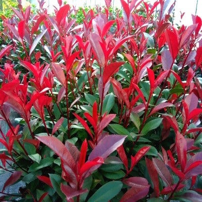 Blýskalka Fraserova, Photinia fraseri Carré Rouge, červená, velikost kontejneru 10 l