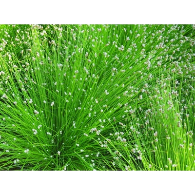 Isolepis carnea Fibre Optic Grass