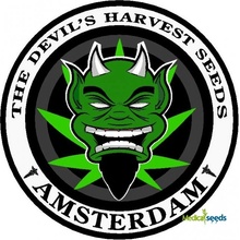 Devil Harvest Seeds Original Strawberry Line semena neobsahují THC 6 ks