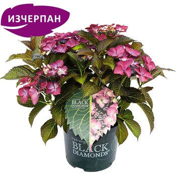 Black Diamond® Dark Angel Purple Teiller - Black Diamonds® Хортензия Macrophylla