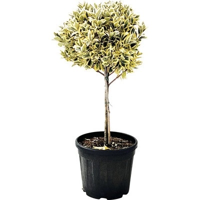Brslen japonský na kmínku FloraSelf Eunonymus japonicus 'Bravo' kmínek 45 cm květináč 15 l