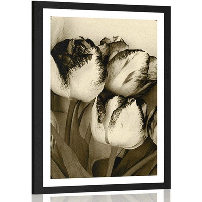 Plakát s paspartou jarní tulipány v sépiovém provedení - 40x60 silver
