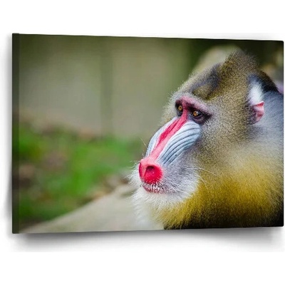 Sablio Obraz Mandril - 60x40 cm