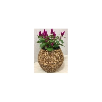 Květináč koule vodní hyacint SUNIX H-613213 S 30x30x27 cm