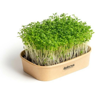 Sada na domáce pestovanie microgreens žerucha