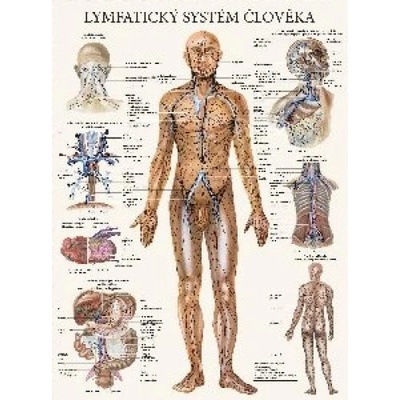 Mapa - Lymfatický systém člověka - Vik J., Hrubá E