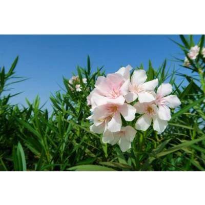 Nerium oleander (Oleander biely) ´SOEUR AGNES´ - kont. C3L, výška 30-50 cm (-10/-12°C)