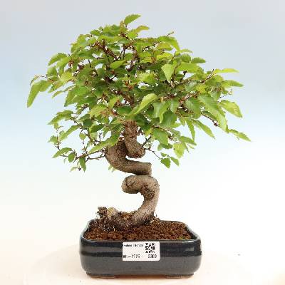 e-bonsai Venkovní bonsai -Carpinus coreana - Habr korejský