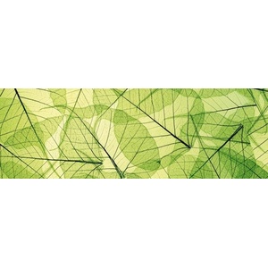 DIMEX ART Фототапет за кухня - листни жилки 180 x 60 см