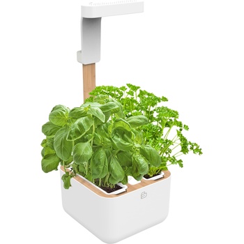 Veritable Саксия Botaneo Eylo (VBOT-EAWBA-B-66)