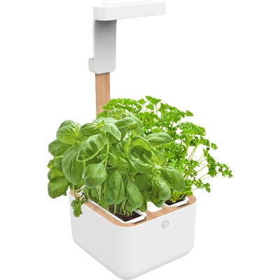 Veritable Саксия Botaneo Eylo (VBOT-EAWBA-B-66)