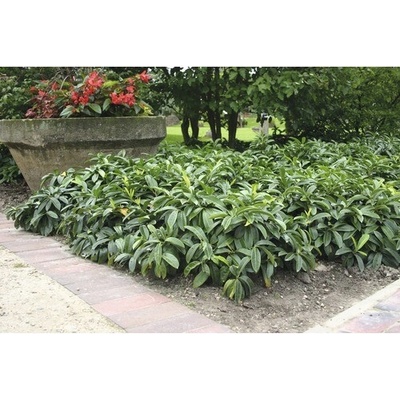 Vavrínovec lekársky pôdopokryvný 'Mount Vernon' 20-30 cm kvetináč 3 l